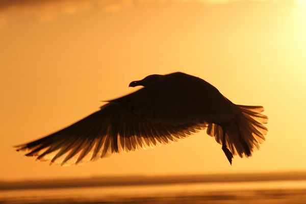 Abendlicher Rundflug