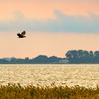 Abendlicher Rundflug uber dem Darß, 2020.09.16.