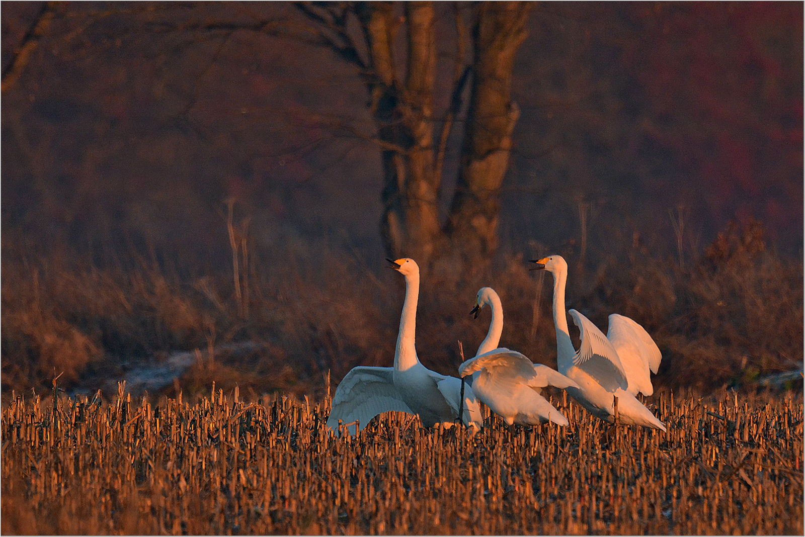 Abendlicher Schwanengesang   . . .