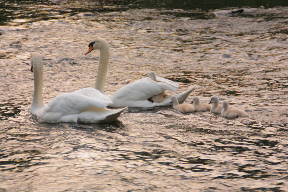 Abendlicher Schwimmkurs*