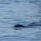 Abendlicher Schwimmrundgang