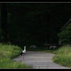 Abendlicher Spaziergang