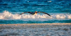 Abendlicher Strandtiefflieger...