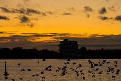 Abendlicher Vogelflug in Niendorf