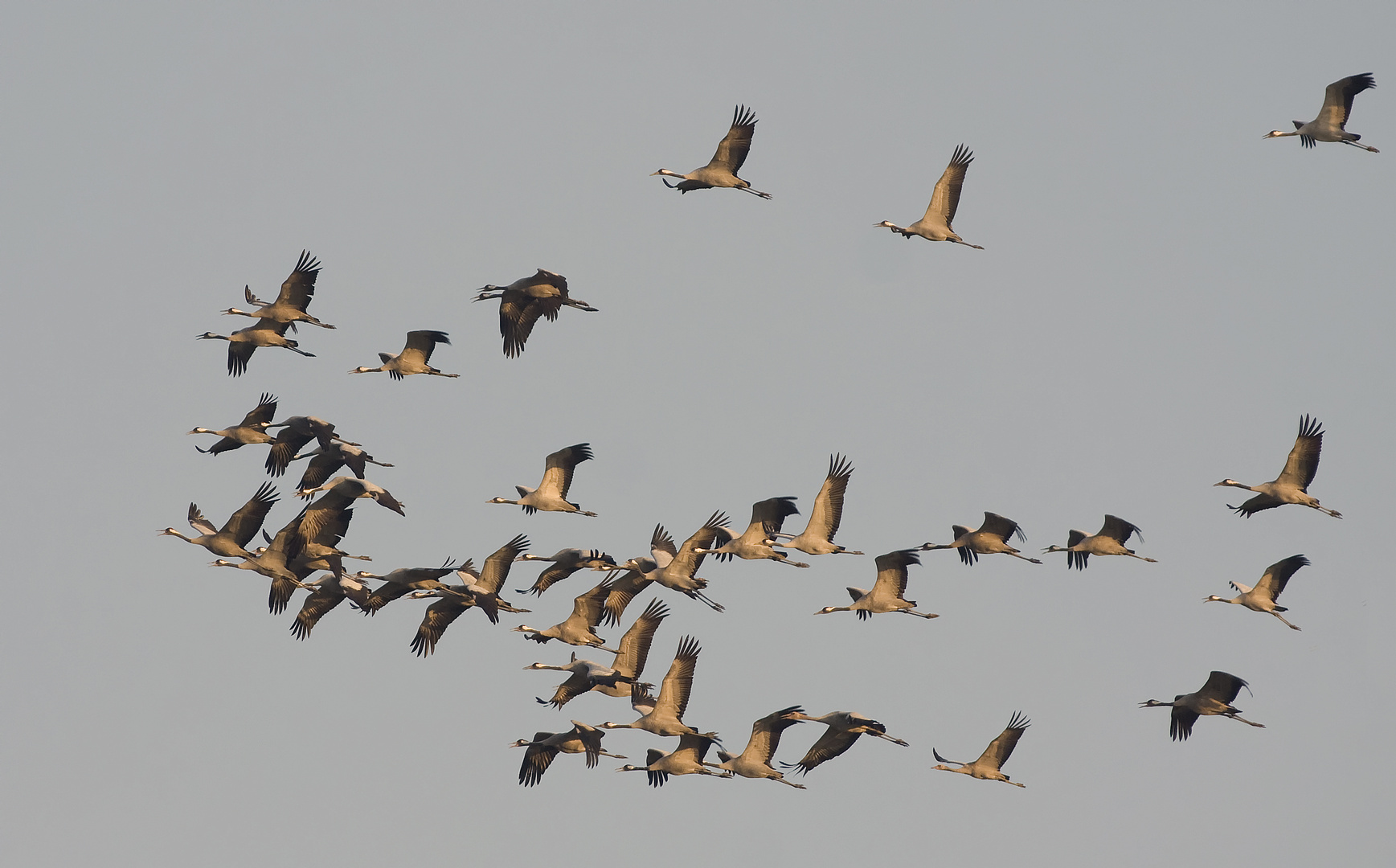 Abendlicher Vorbeiflug