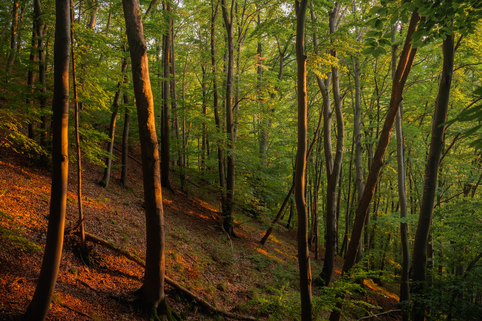 Abendlicher Wald