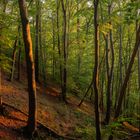 Abendlicher Wald