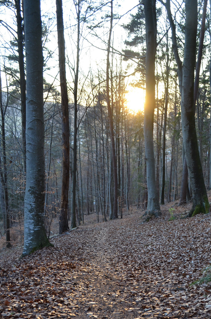 abendlicher Waldspaziergang