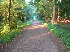 abendlicher Waldweg