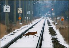 Abendlicher Wildwechsel