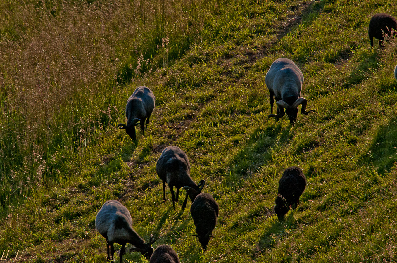 Abendliches Abgrasen