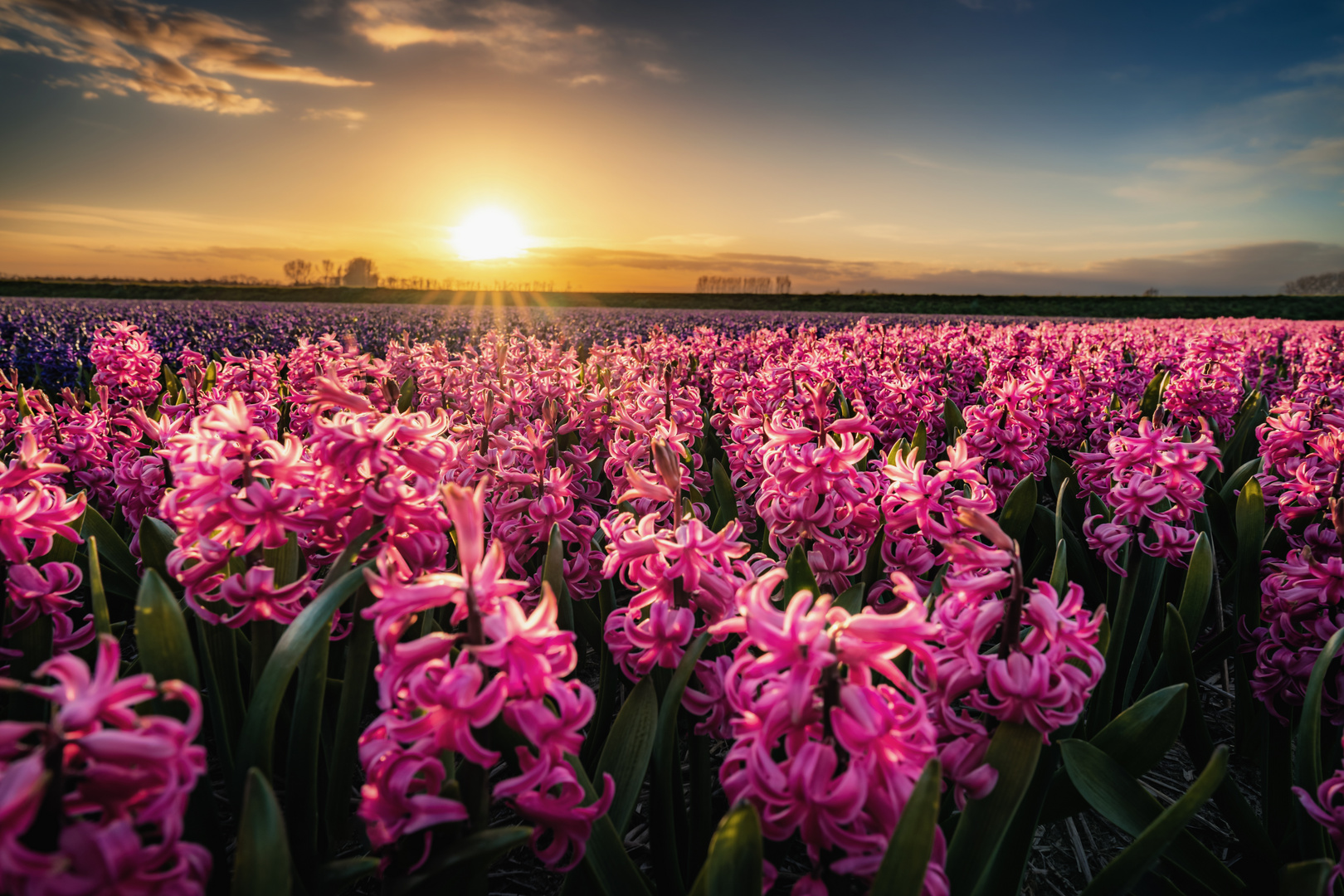 Abendliches Blumenmeer