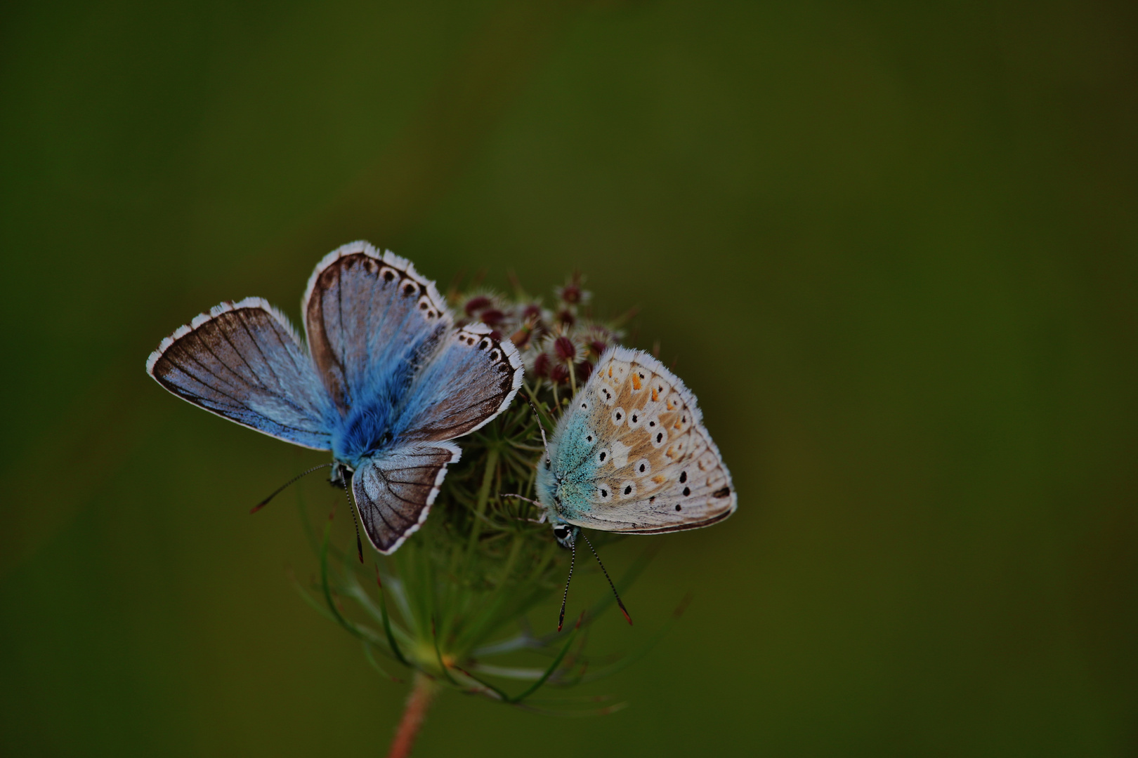 Abendliches ( farbiges ) RENDEZVOUS...