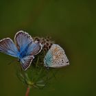 Abendliches ( farbiges ) RENDEZVOUS...