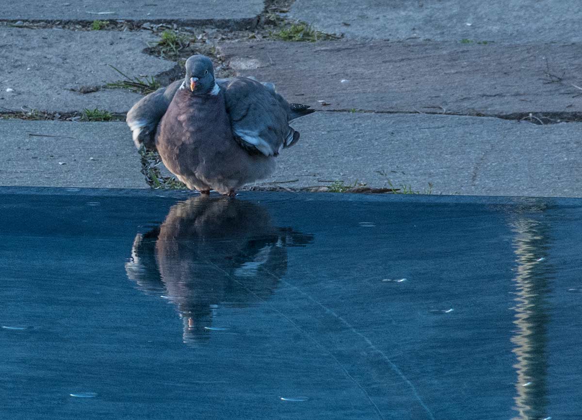 Abendliches Fußbad der Taube