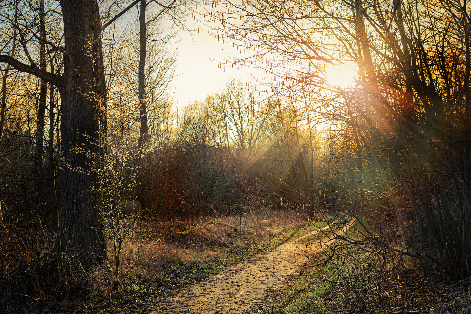 Abendliches Gegenlicht