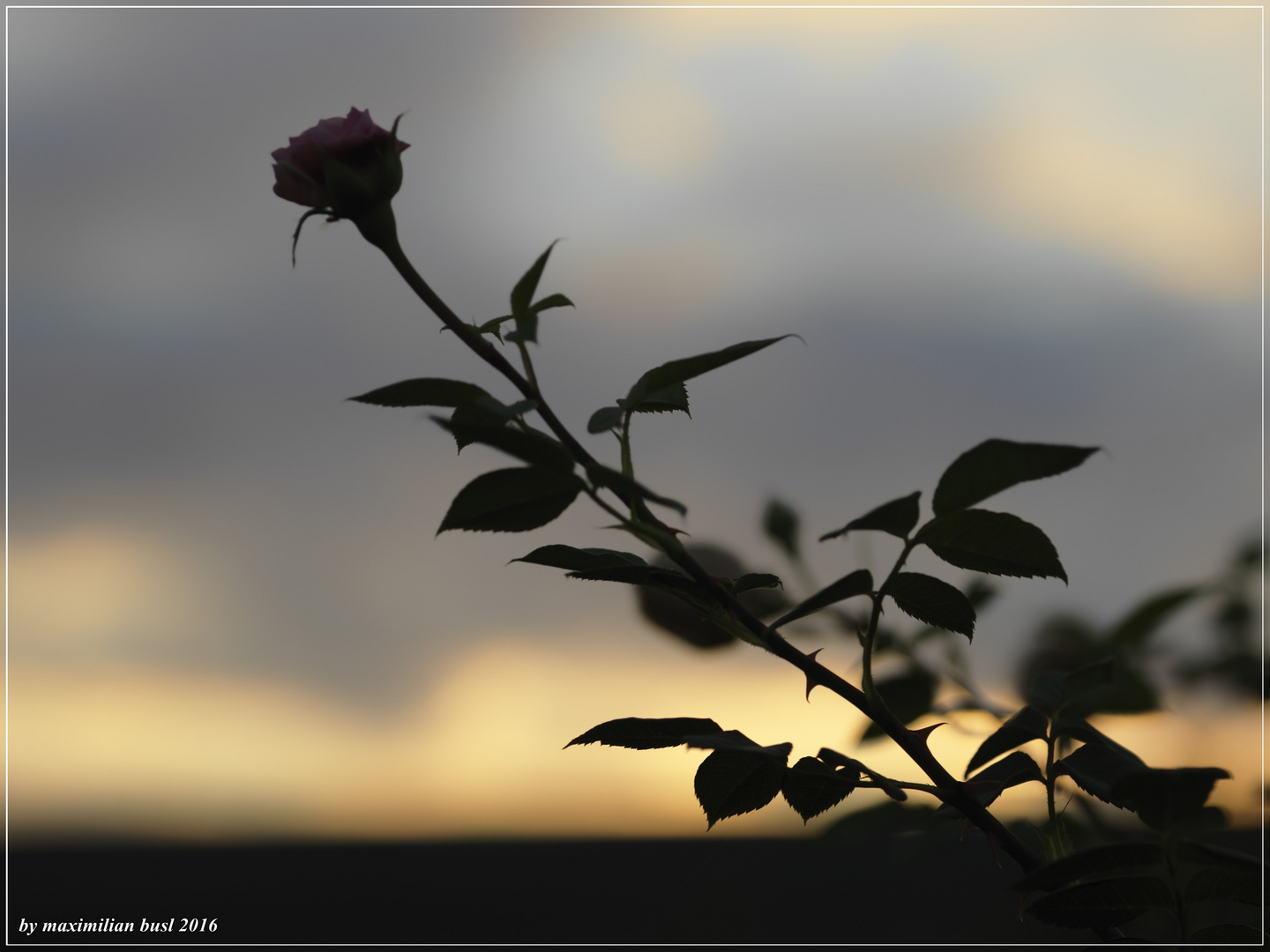 Abendliches Gegenlicht