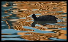 "Abendliches Gegenlicht und das Blässhuhn"