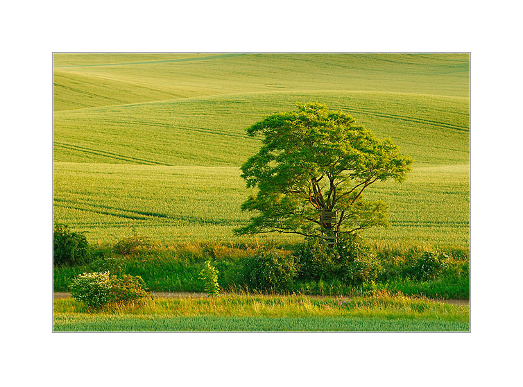 Abendliches Grün