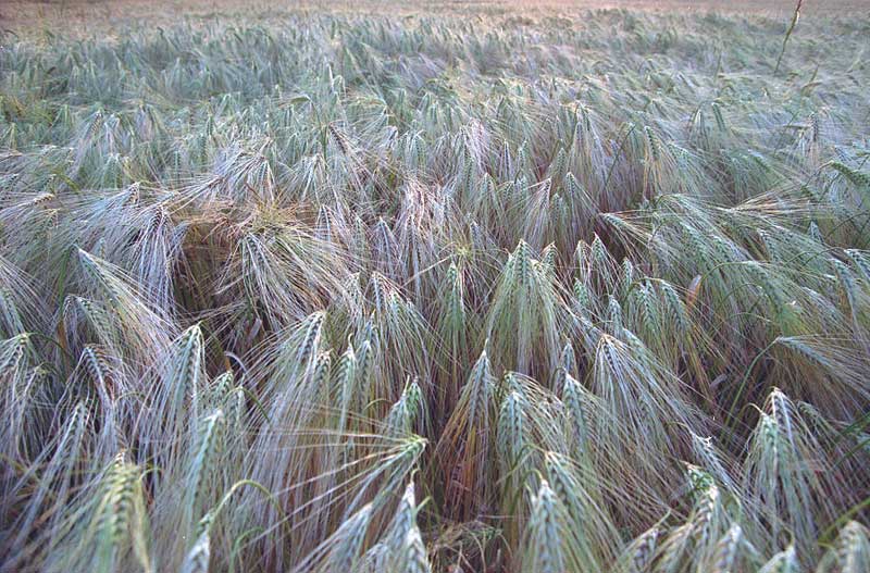 Abendliches Kornfeld