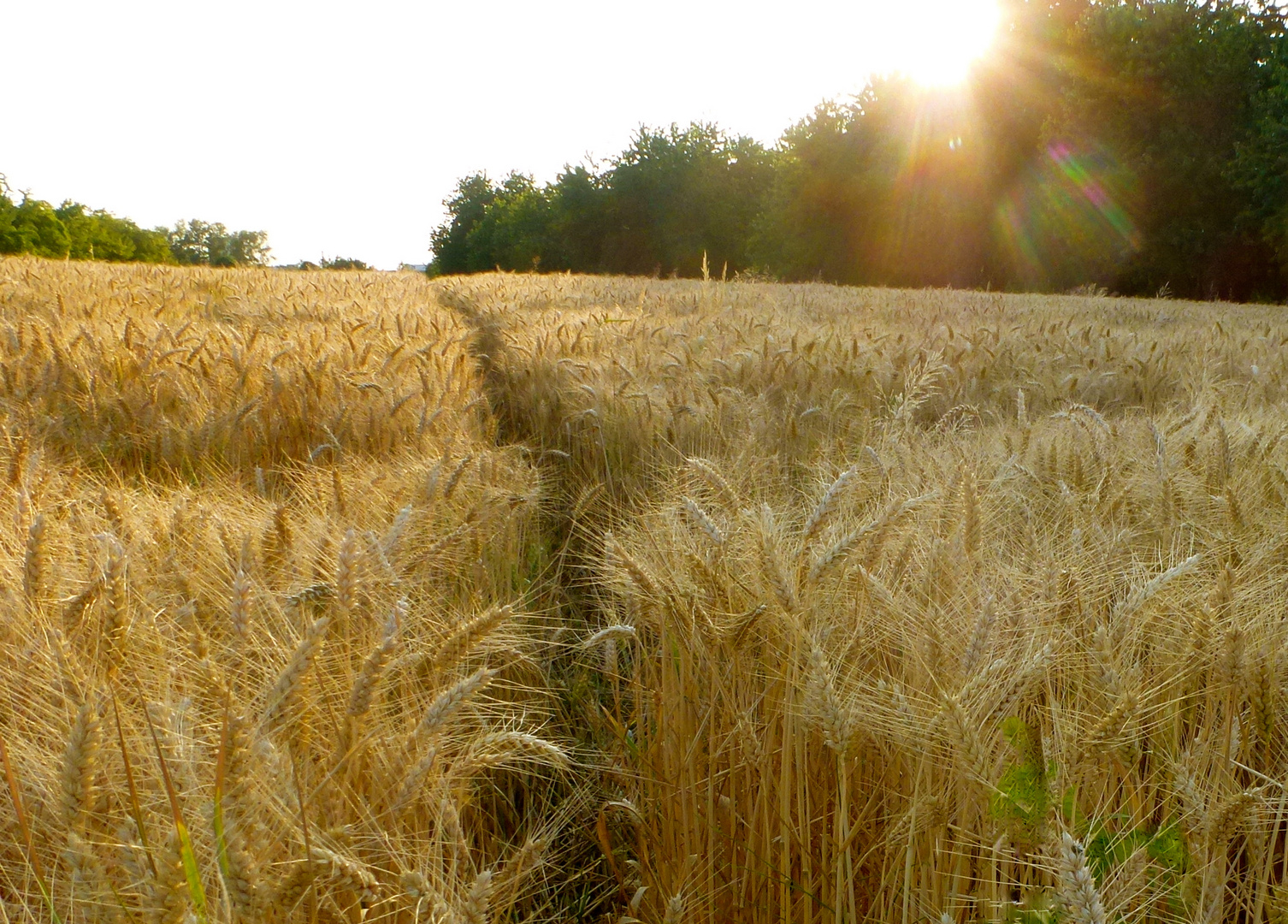 abendliches Kornfeld...