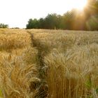 abendliches Kornfeld...