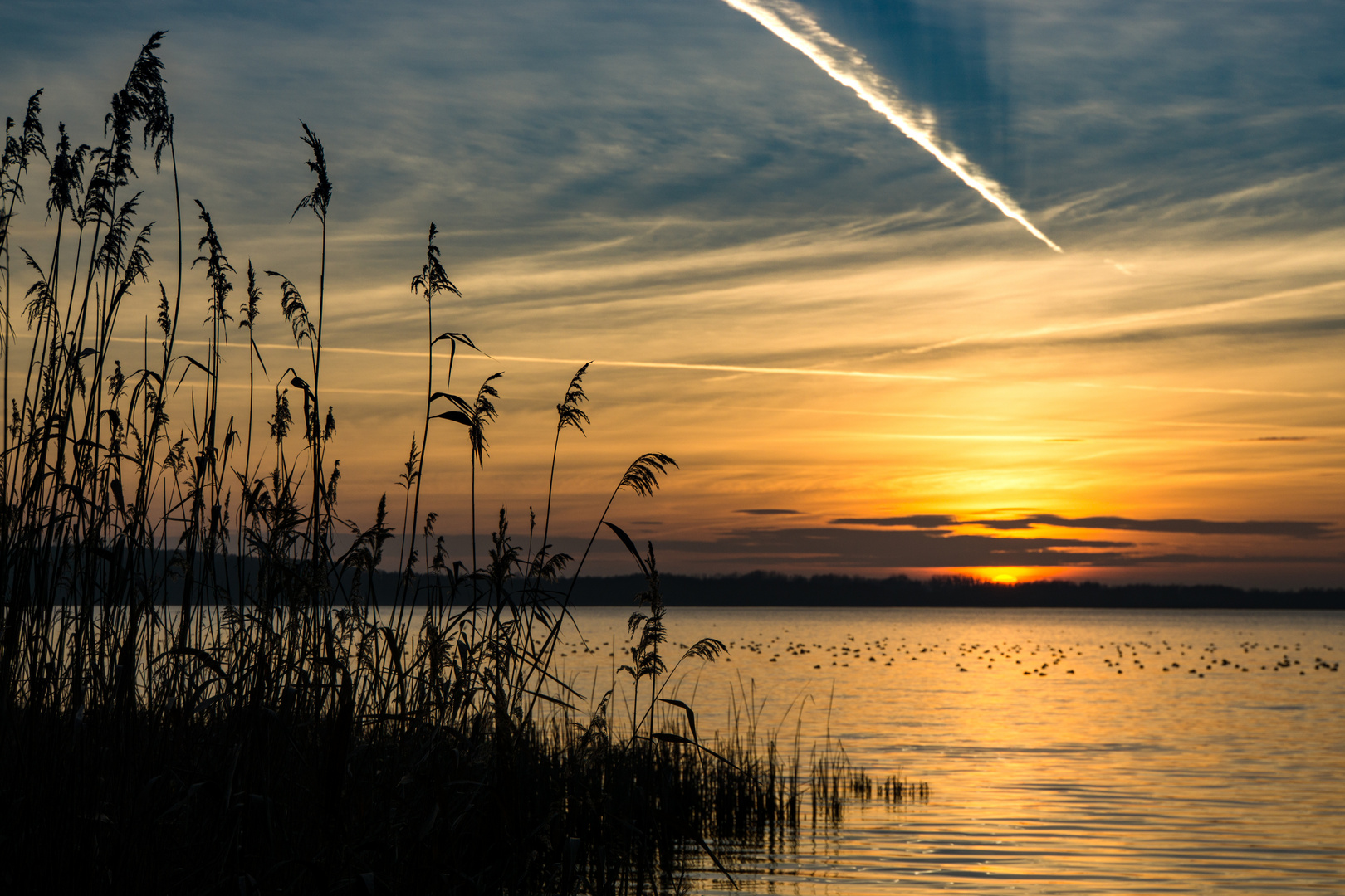 abendliches Rendezvous der Vögel