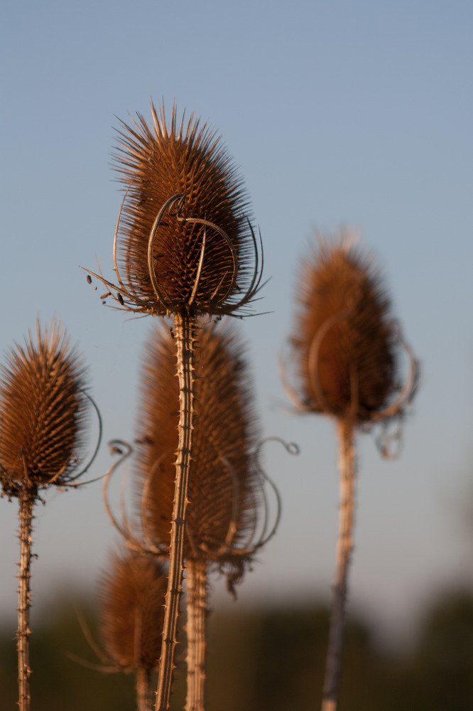 Abendliches Sonnenlicht