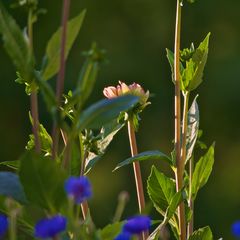 Abendlicht