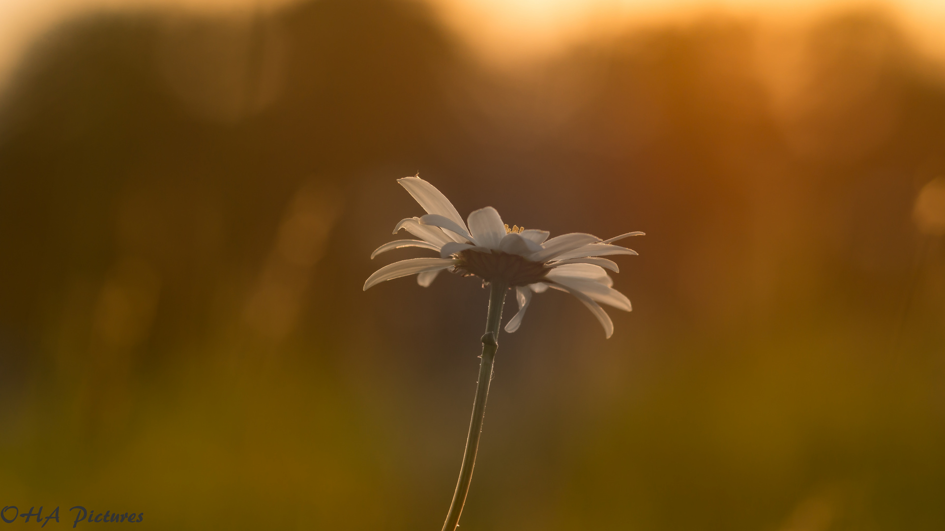 Abendlicht