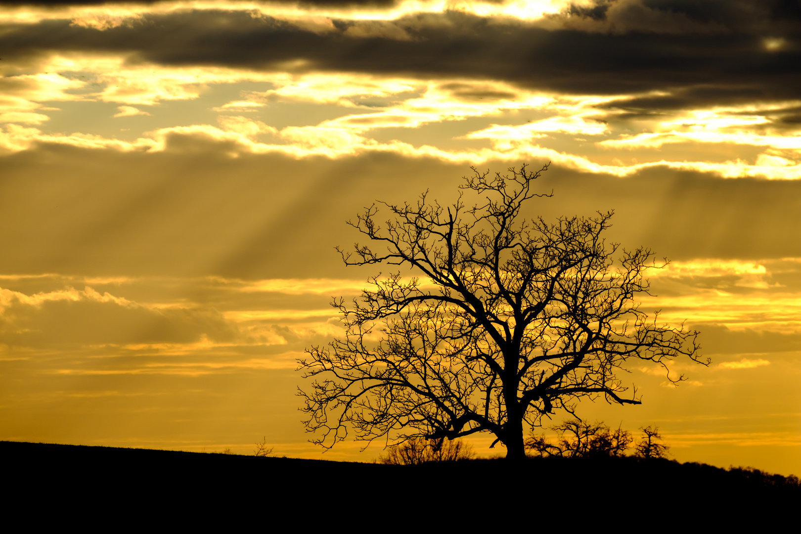 Abendlicht