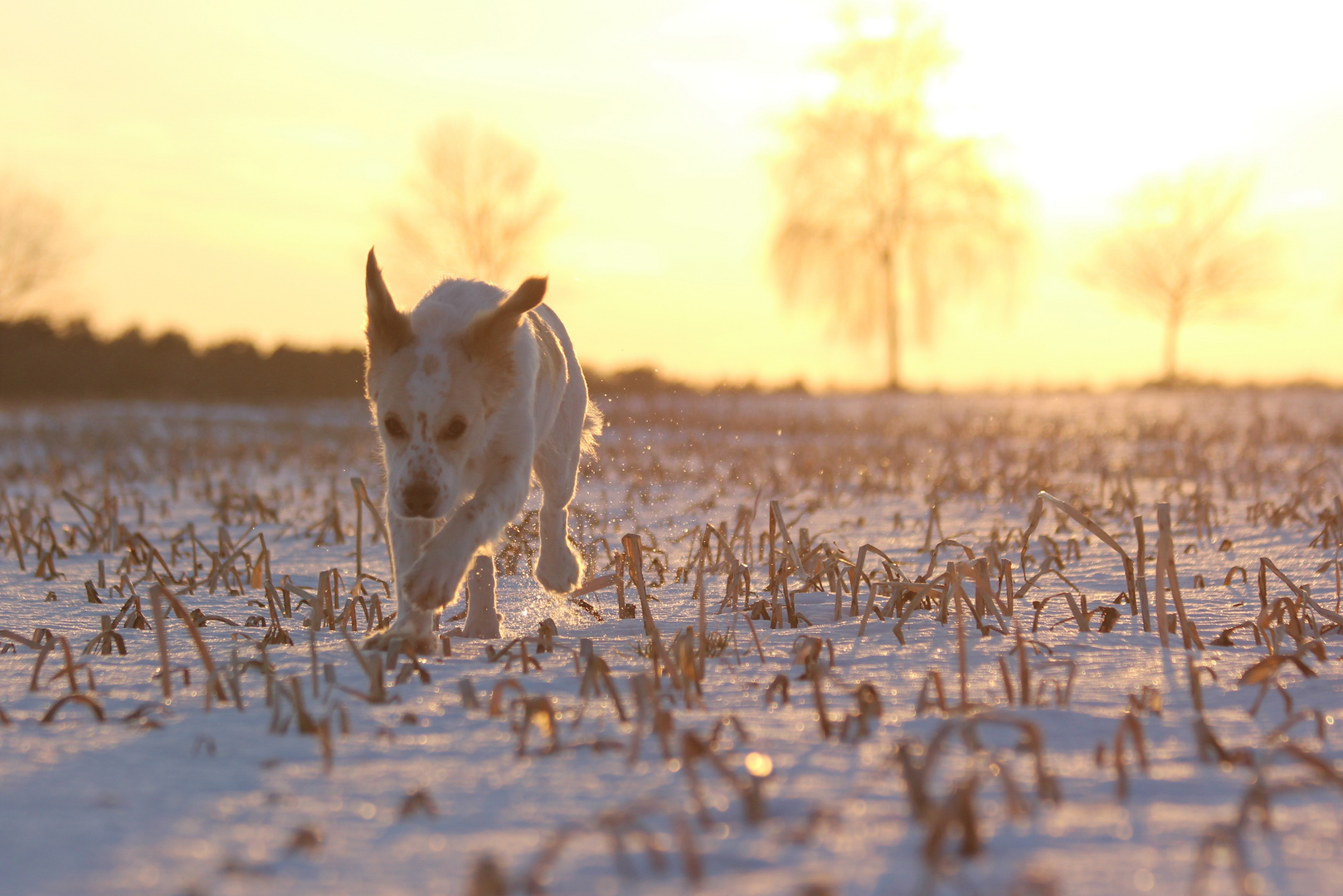 Abendlicht