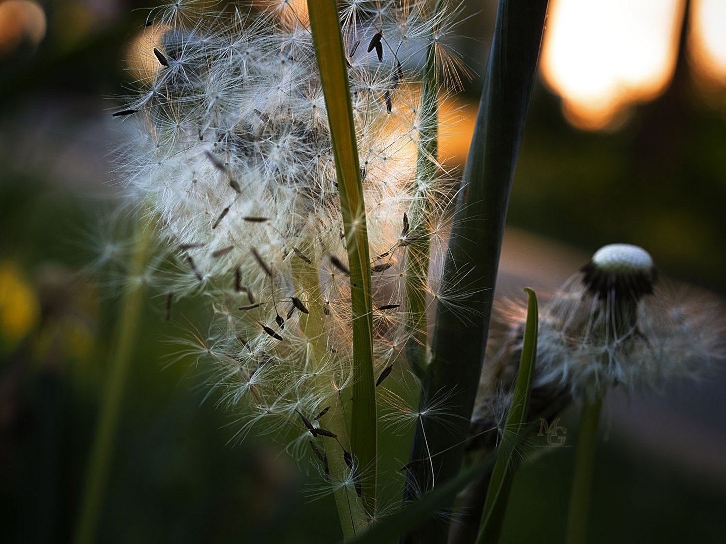 Abendlicht