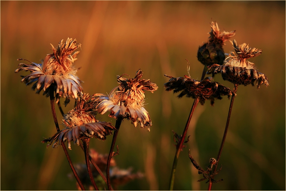 abendlicht