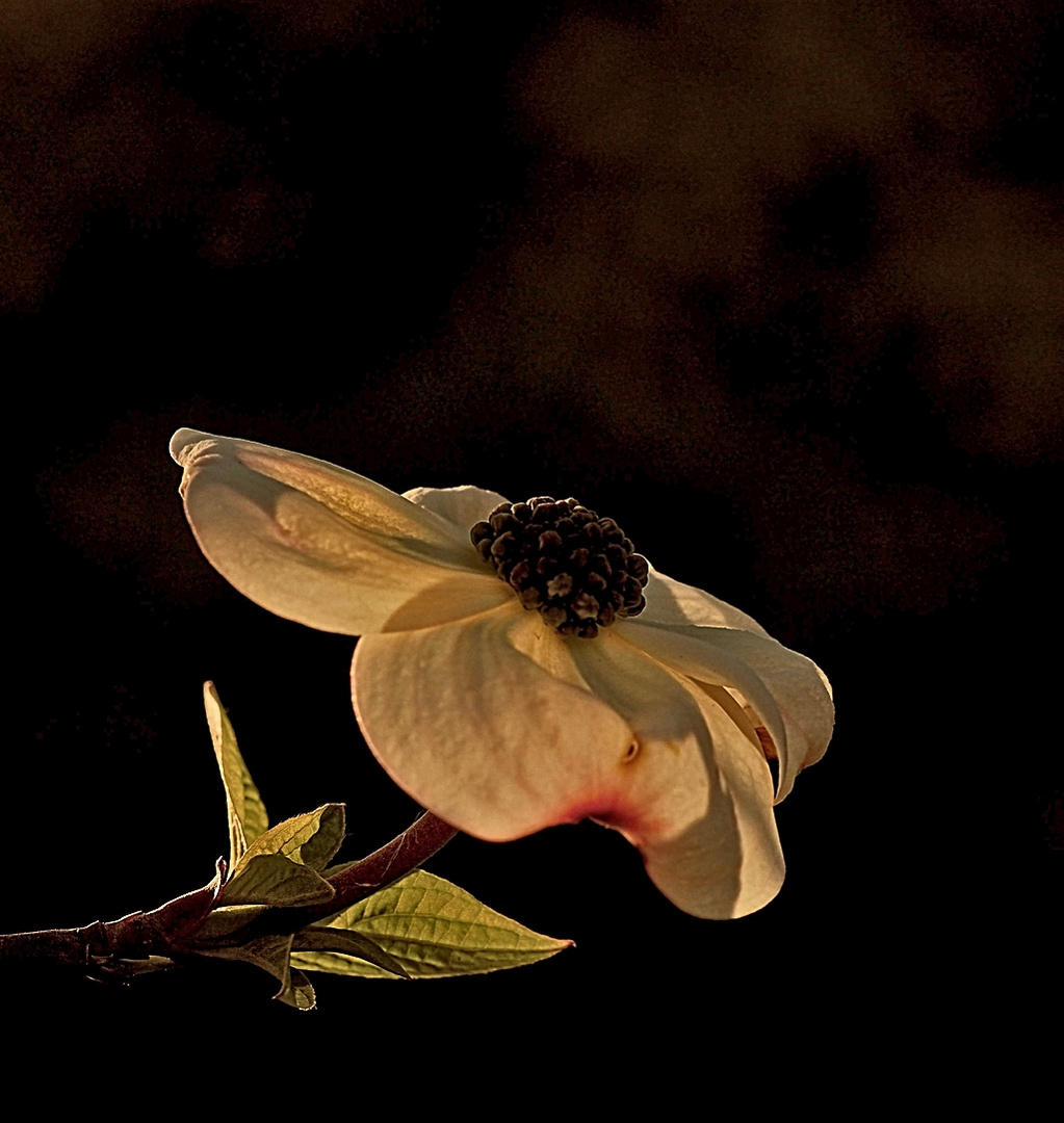 Abendlicht