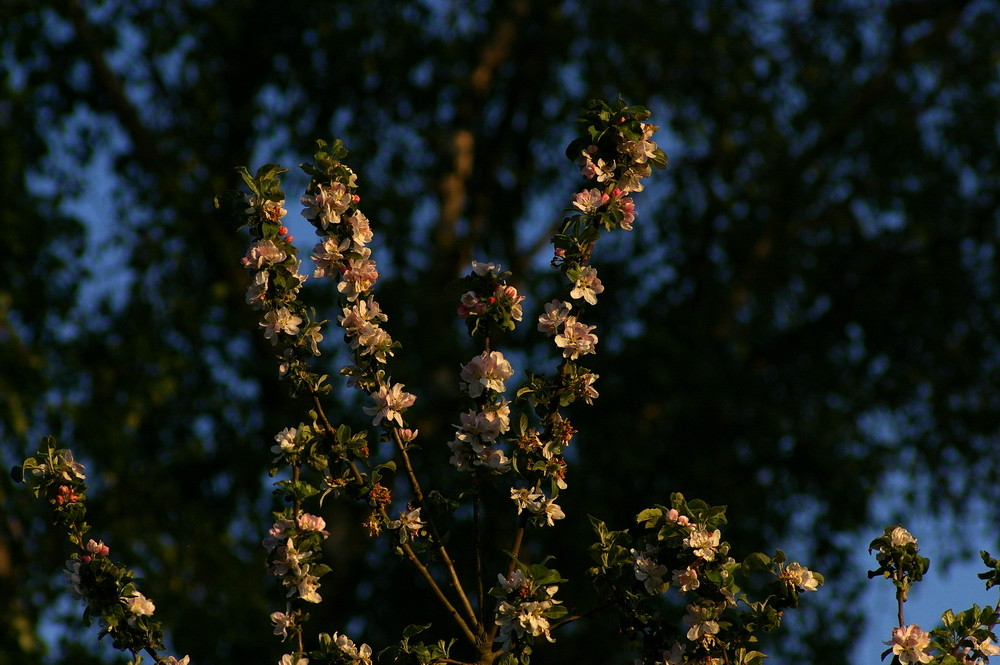 Abendlicht