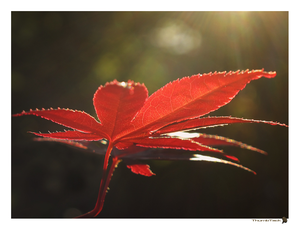 * Abendlicht *