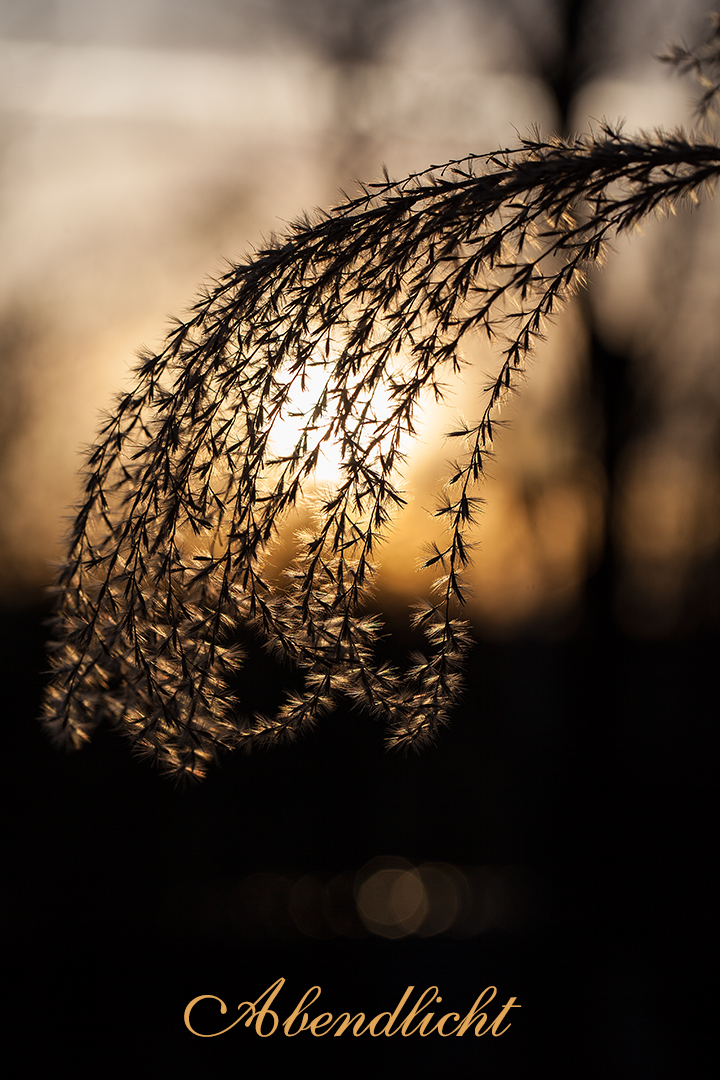 Abendlicht