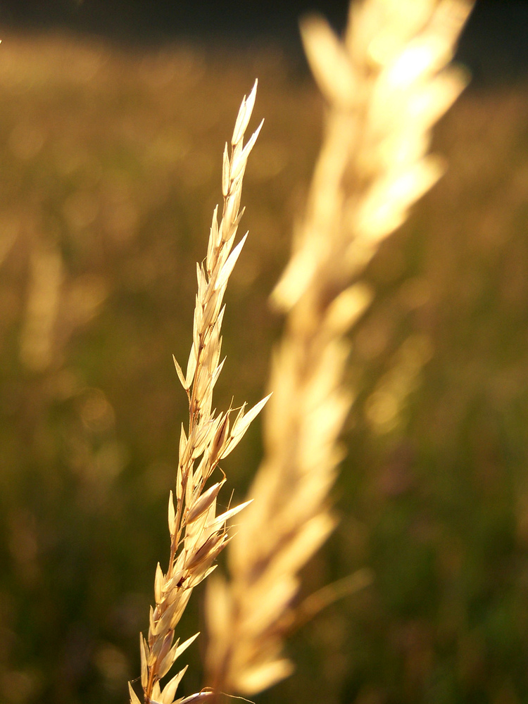 ABENDLICHT