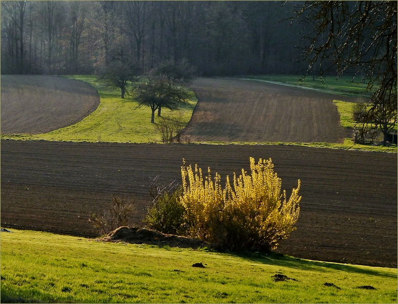 Abendlicht