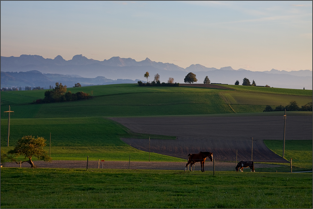 Abendlicht