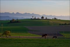 Abendlicht