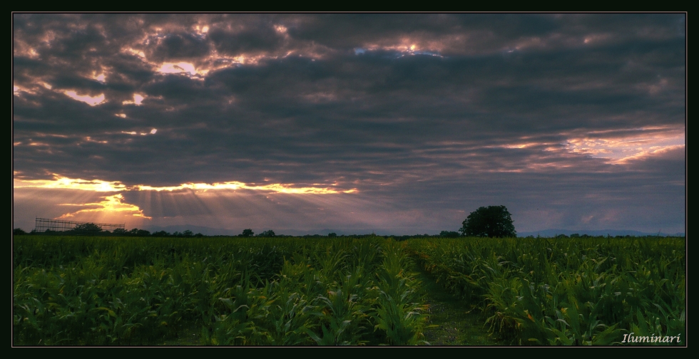 Abendlicht