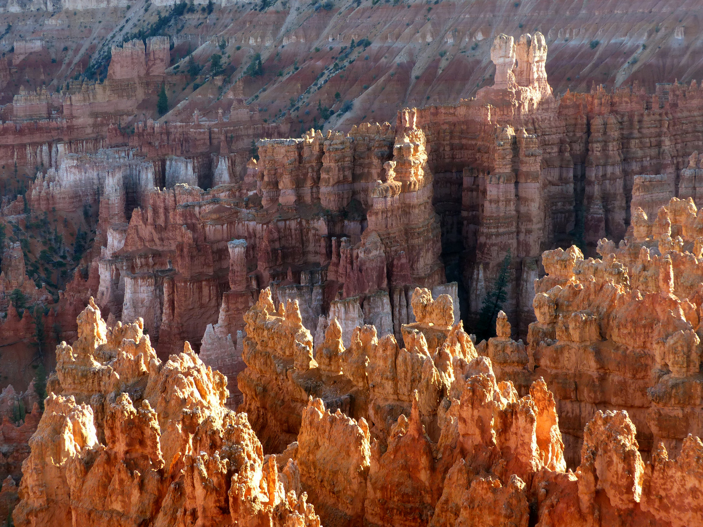 Abendlicht am Bryce Canyon