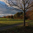 Abendlicht am Kröppelberg