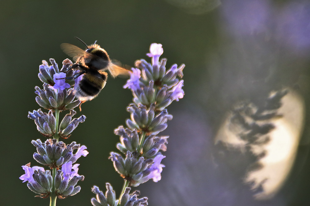 Abendlicht am Lavendel