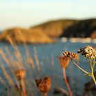 Abendlicht am Meer