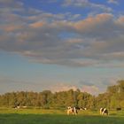 Abendlicht am Niederrhein!