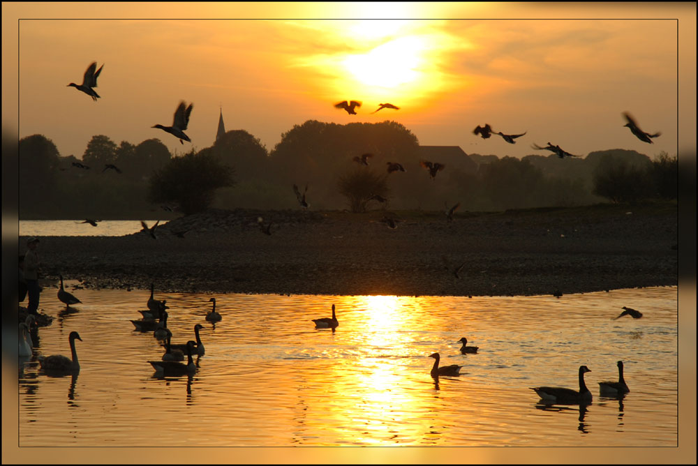 Abendlicht am Rhein bei Orsoy