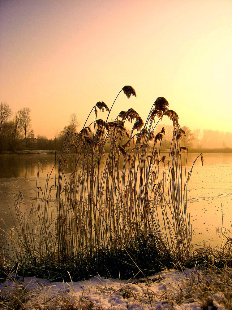 Abendlicht am See